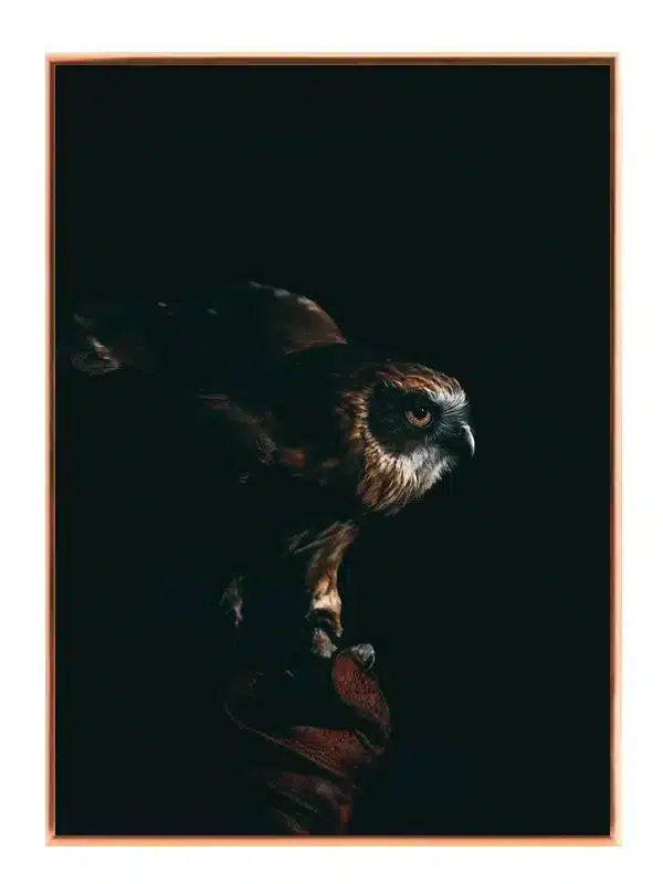 Fugl Brown Hawk Plakat
