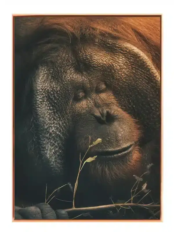 Orangutan Face Plakat