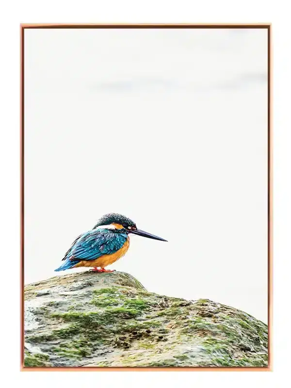 Kingfisher Bird Plakat