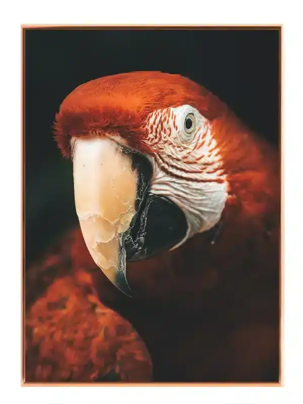 Fugl Scarlet Plakat