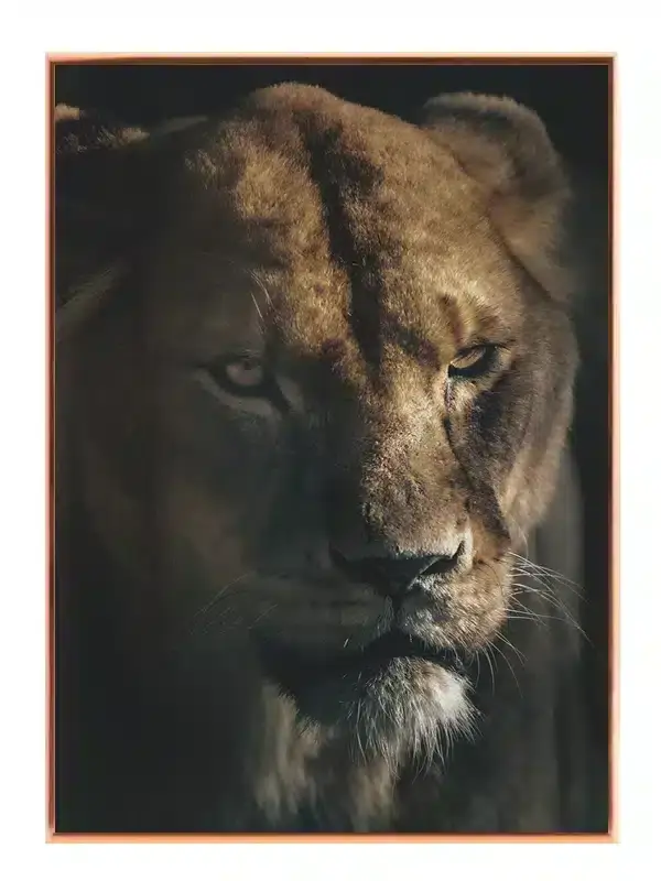 Lioness Closeup Plakat