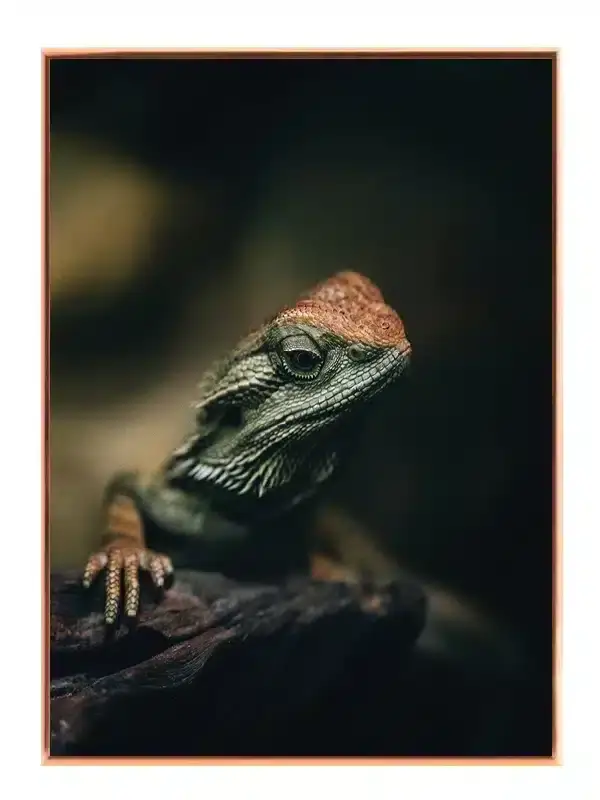 Bi Lizard Plakat