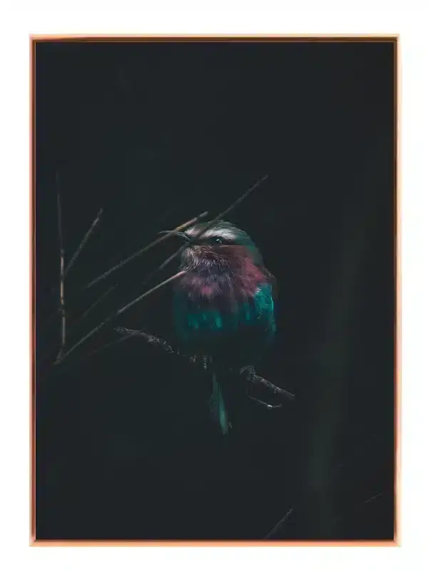 Ugle Lilac Breasted Roller Plakat