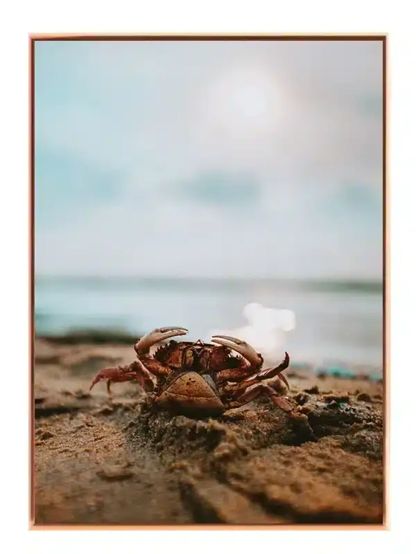 Beach Crab Plakat