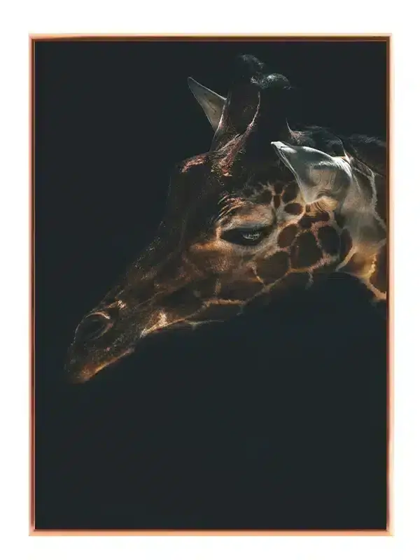Giraffe Close Up Plakat
