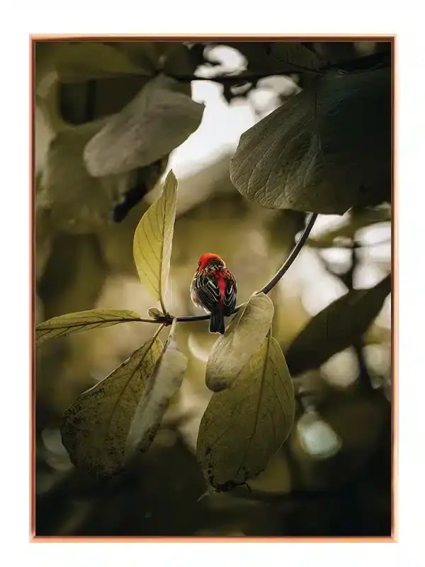 Red Bird Plakat