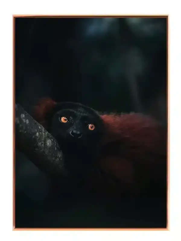 Black Lemur Plakat