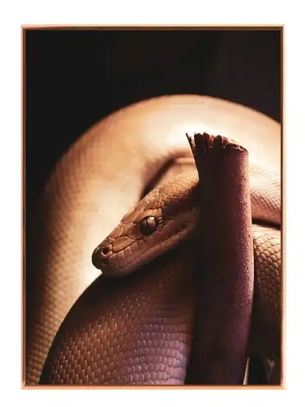 Slange Python On Branch Plakat