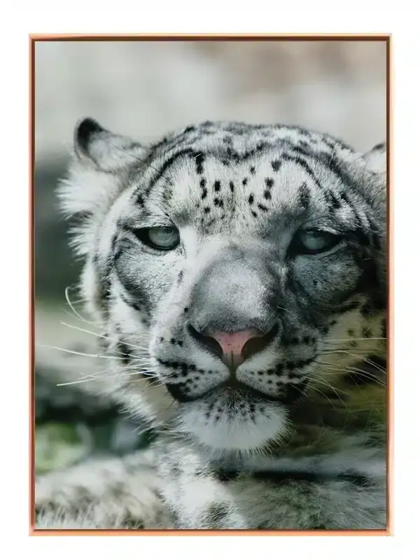 Snow Leopard Plakat