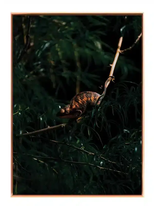 Ko Chameleon Plakat