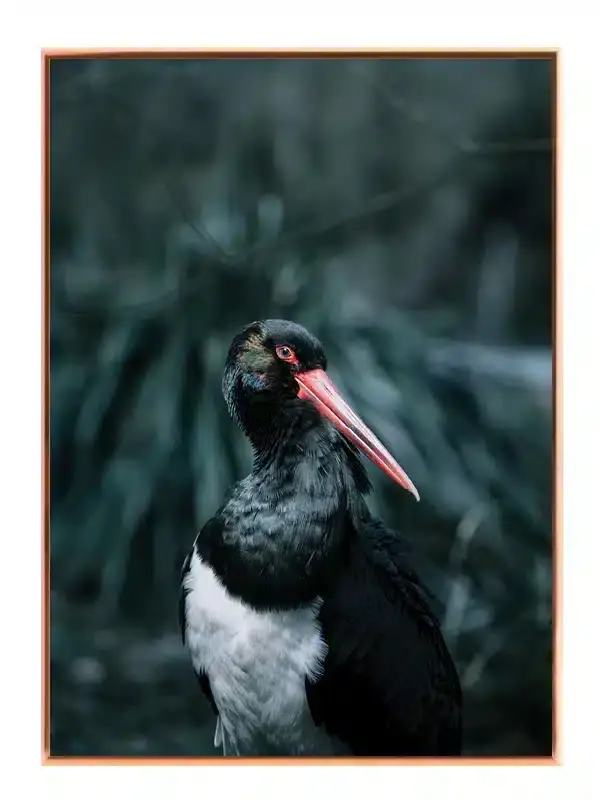 Fugl Black Stork Plakat