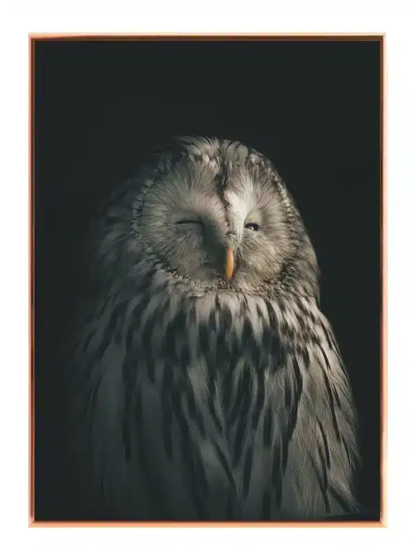 Ural Owl Plakat