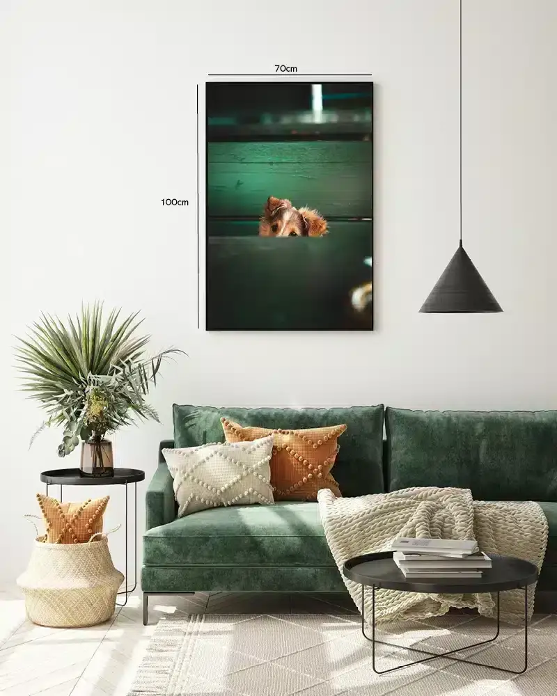 Sheltie Puppy Plakat