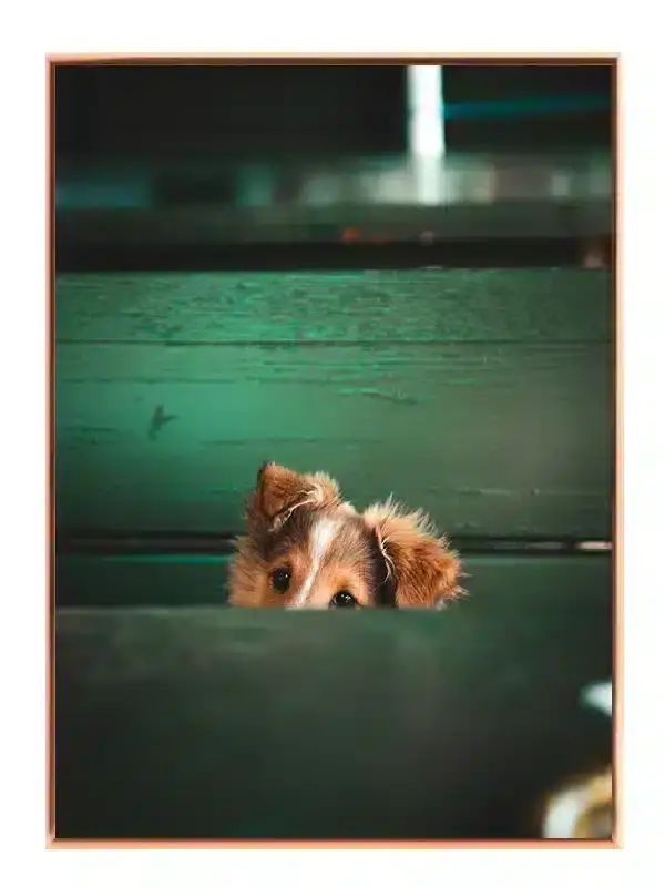Sheltie Puppy Plakat