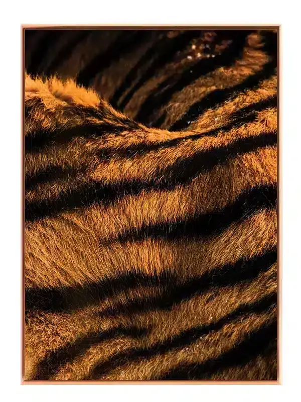 Tiger Fur Plakat