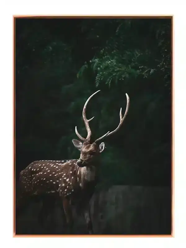 Spotted Deer Plakat