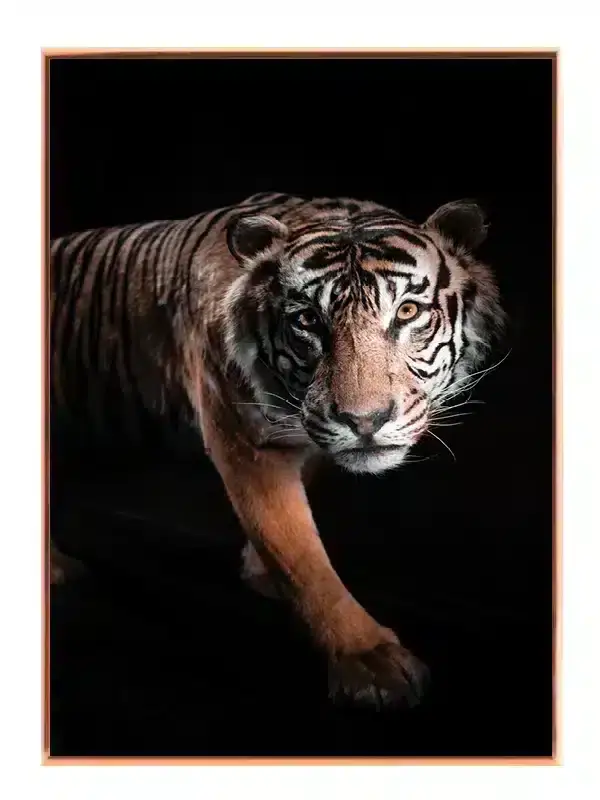 Bengal Tiger Stepping Plakat