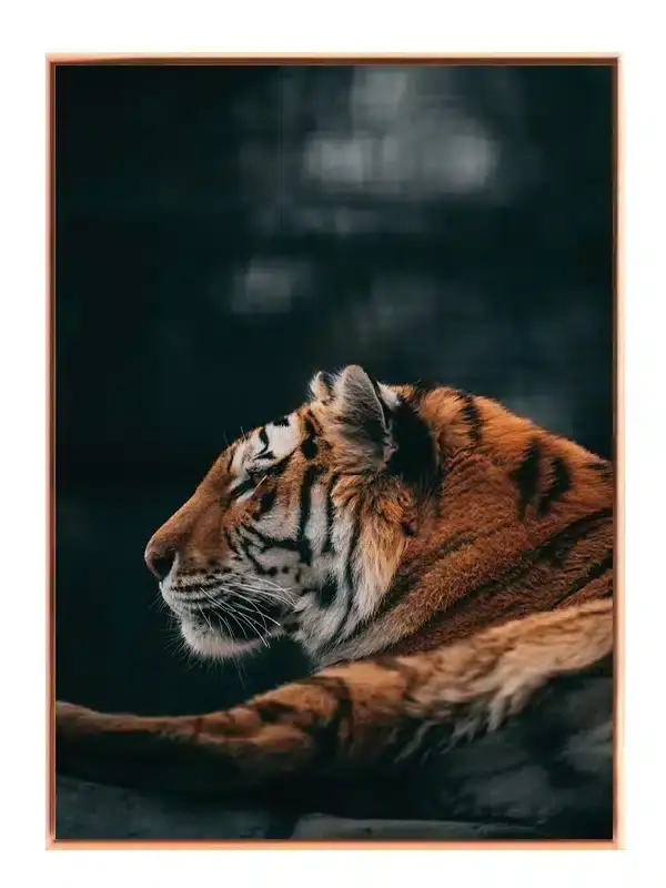 Tiger Side Profile Plakat  No1