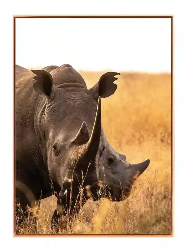 White Rhinoceros Close Up Plakat