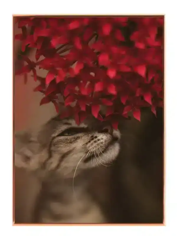 Cat Under Plakat