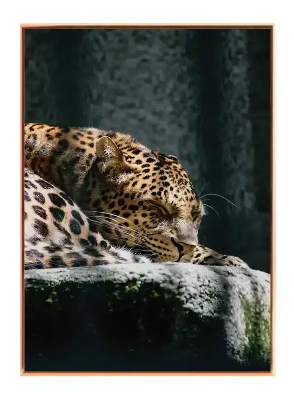 Leopard Resting I Plakat