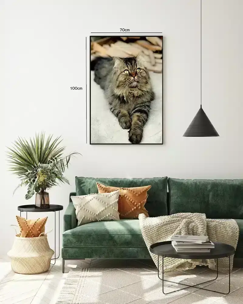Longhaired Tabby Cat Plakat