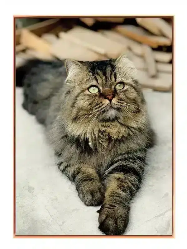 Longhaired Tabby Cat Plakat