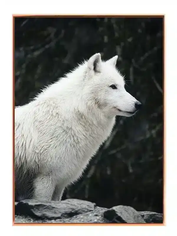 Arctic Wolf Profile Plakat