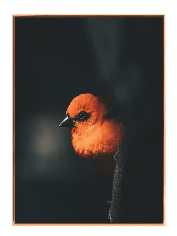 Fugl Orange Finch Plakat