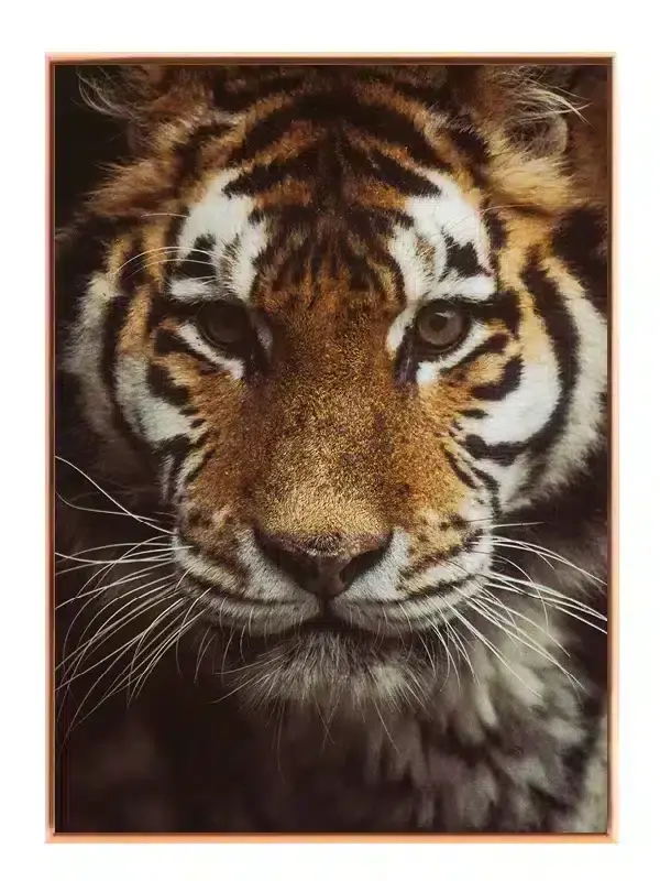 Tiger Face No3 Plakat