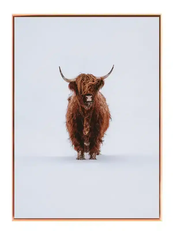 Highland Cow Snow Plakat