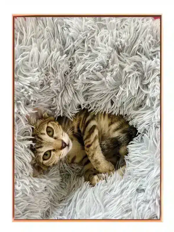 Tabby Cat Resting Plakat