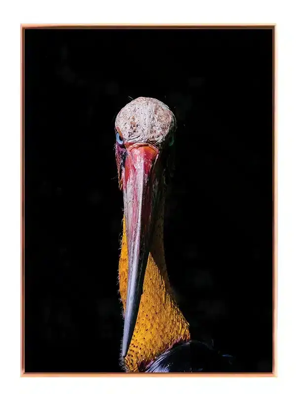 Shoebill Stork Plakat