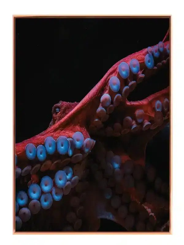 Octopus Tentacles Plakat