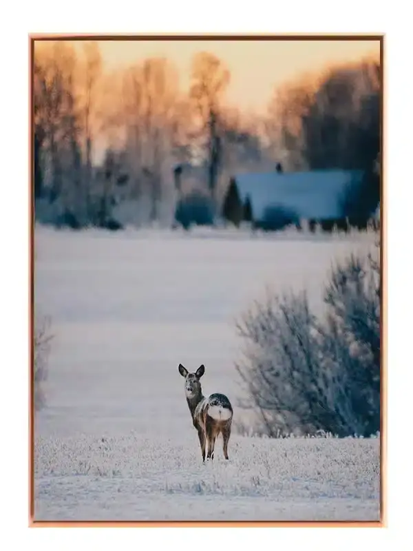 Roe Deer Plakat