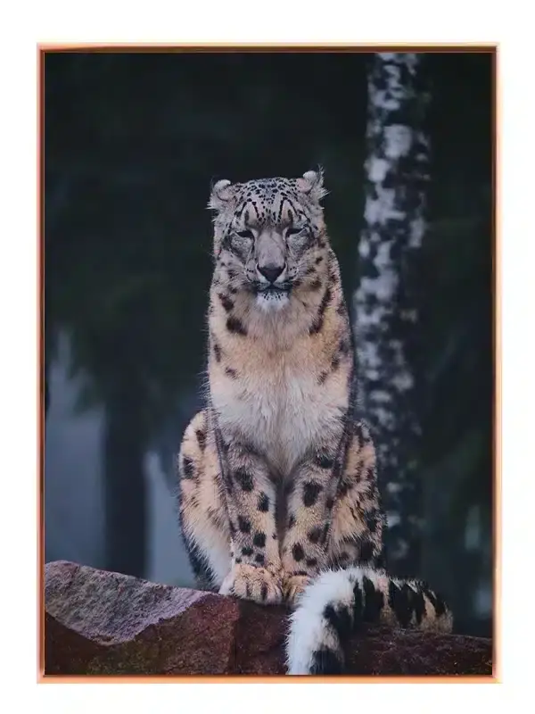 Snow Leopard Sitting Plakat
