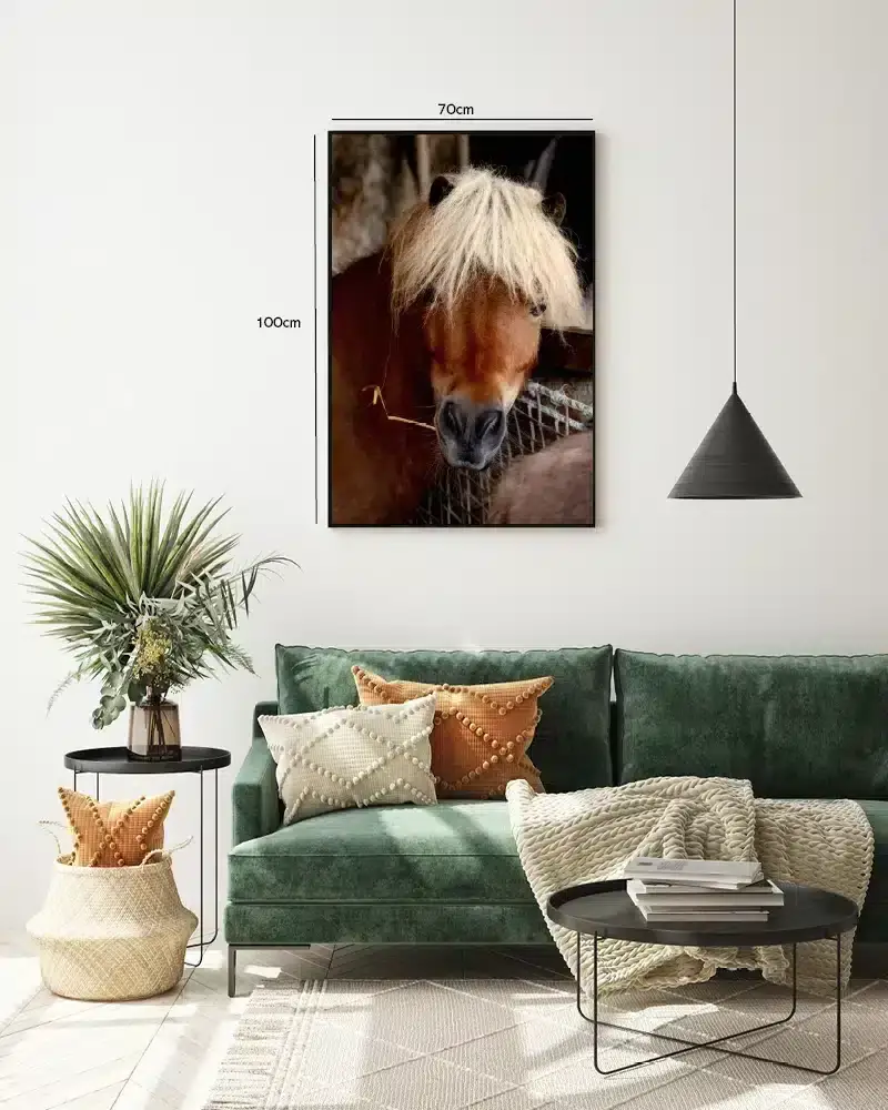 Hest Shetland Plakat