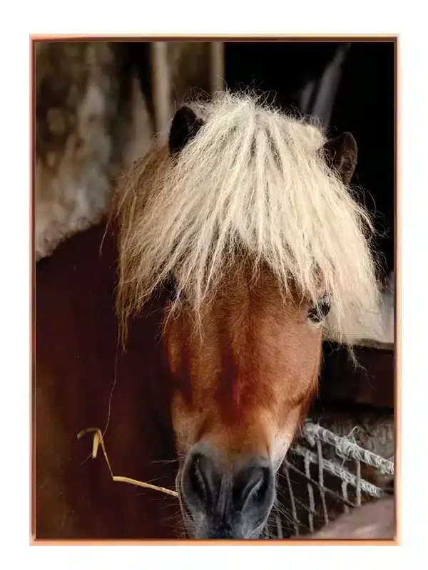 Hest Shetland Plakat