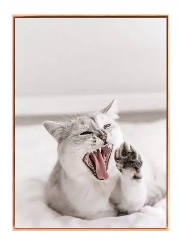 Siamese Cat Yawn Plakat