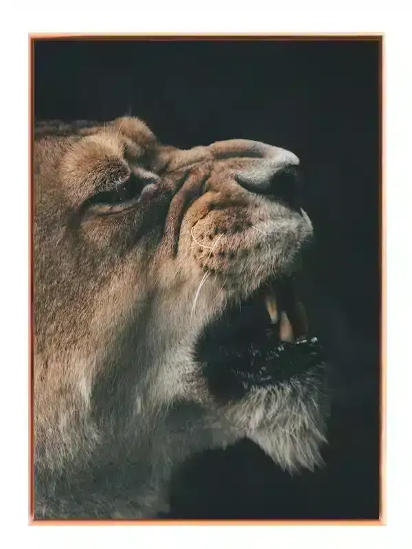 Lioness Close Up Plakat