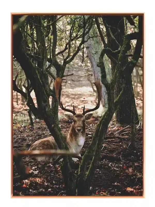 Fallow Deer Plakat
