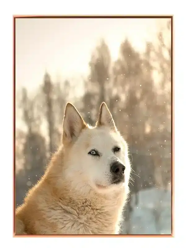Husky Dog Plakat