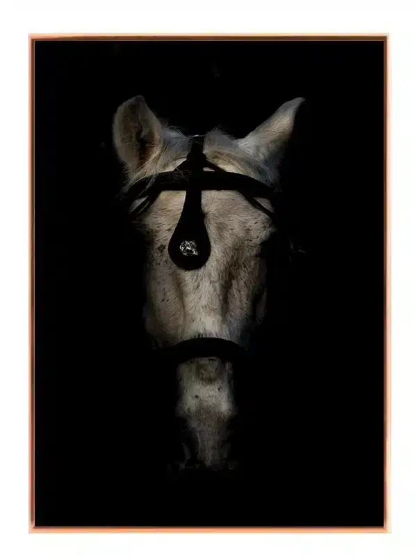 White Horse Close Up Plakat