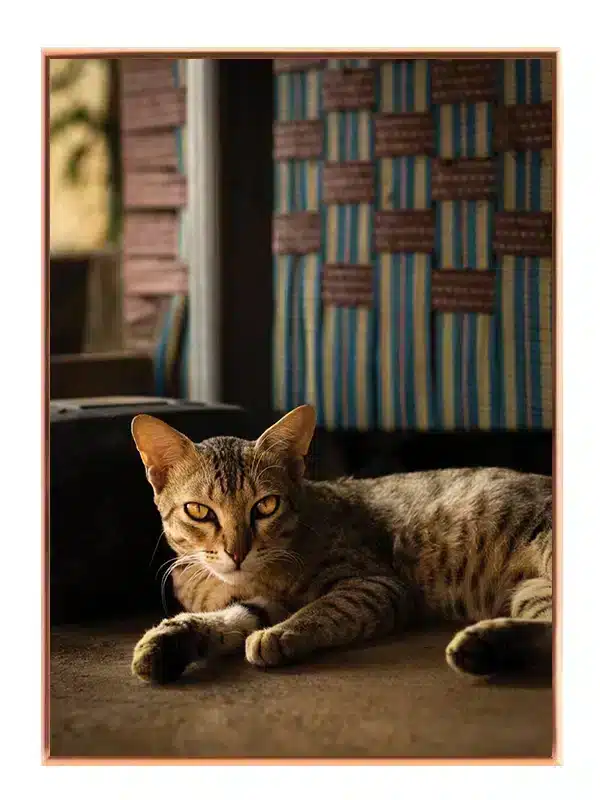 Domestic Cat Indoor Plakat