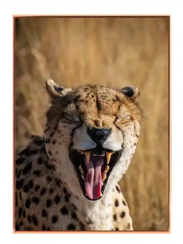 Yawning Cheetah Plakat