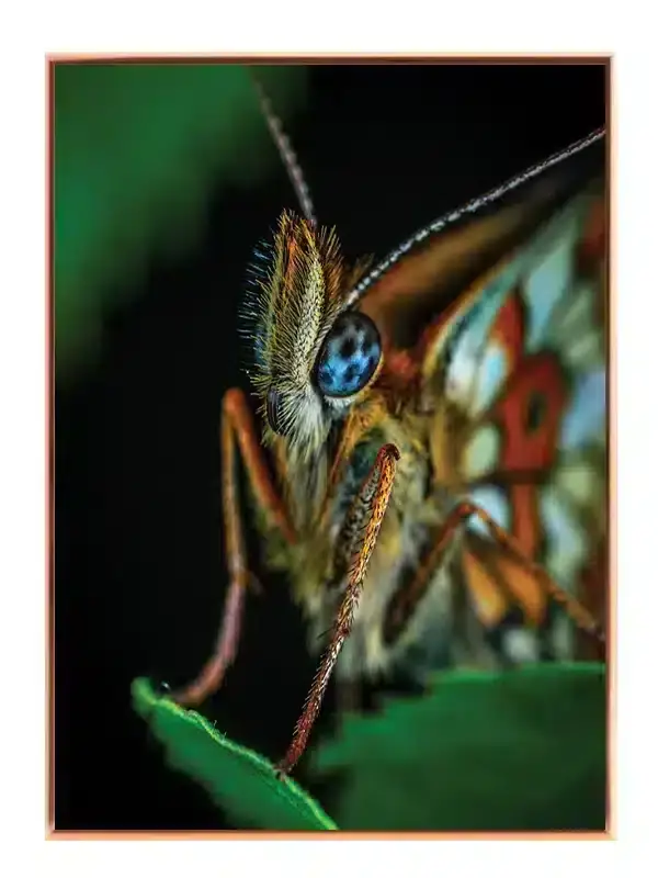 Butterfly Macro Plakat
