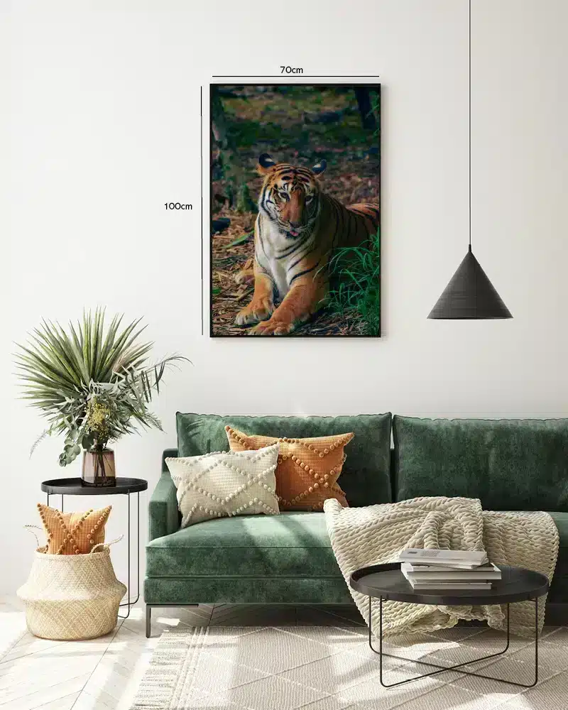 Bengal Tiger Resting Plakat