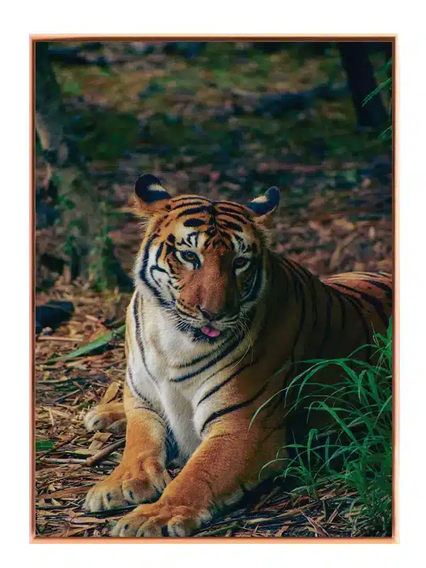 Bengal Tiger Resting Plakat