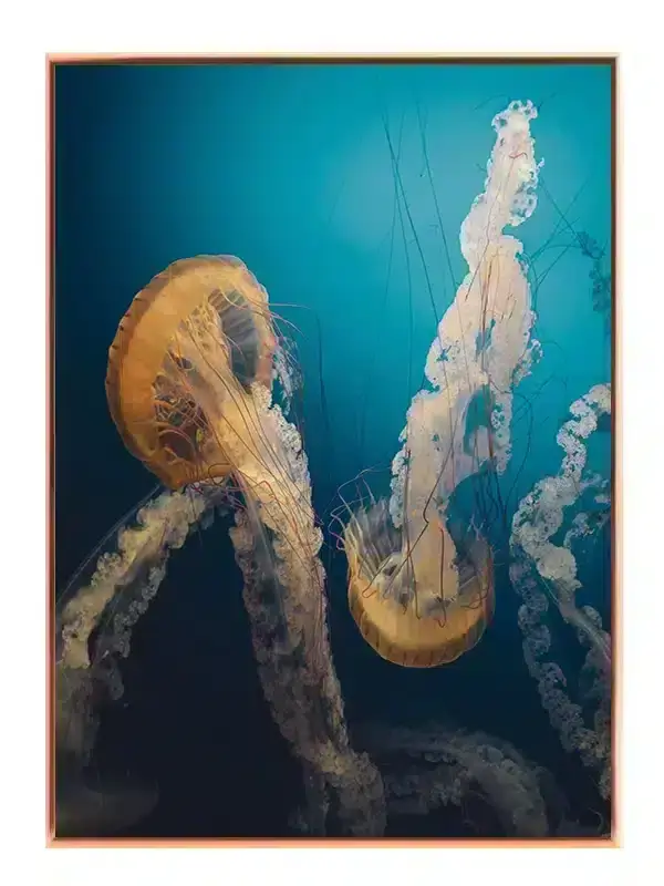 Pacific Sea Jellyfish Plakat