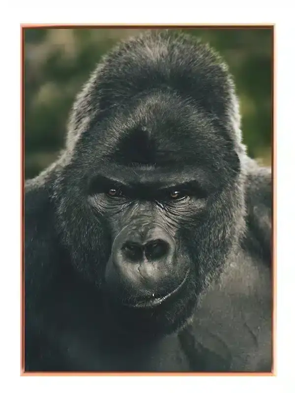 Silverback Gorilla Face Plakat